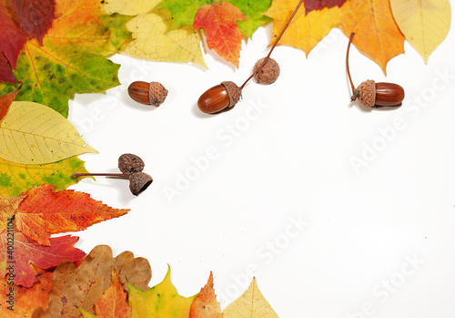 Autumn composition of autumn dry leaves on a white background. Flatley  top view. Space for text.