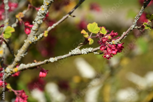 Rosa Blut Johannisbeere mit grünen Blättern photo