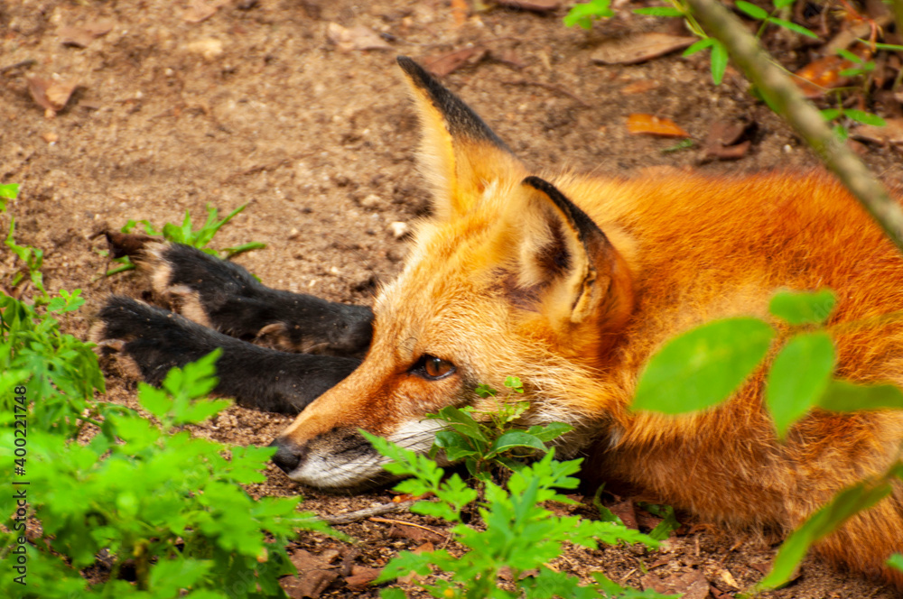Fototapeta premium Red Fox keeping watch over territory