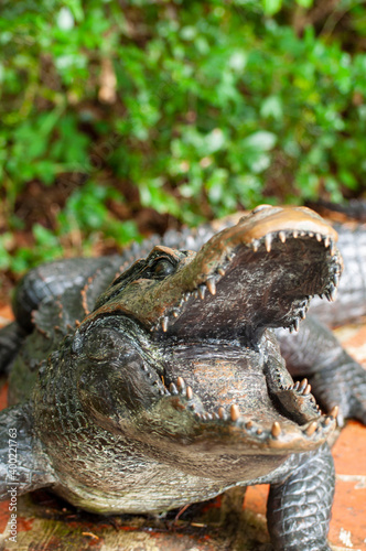 Big Mouth Alligator © RHC Photography