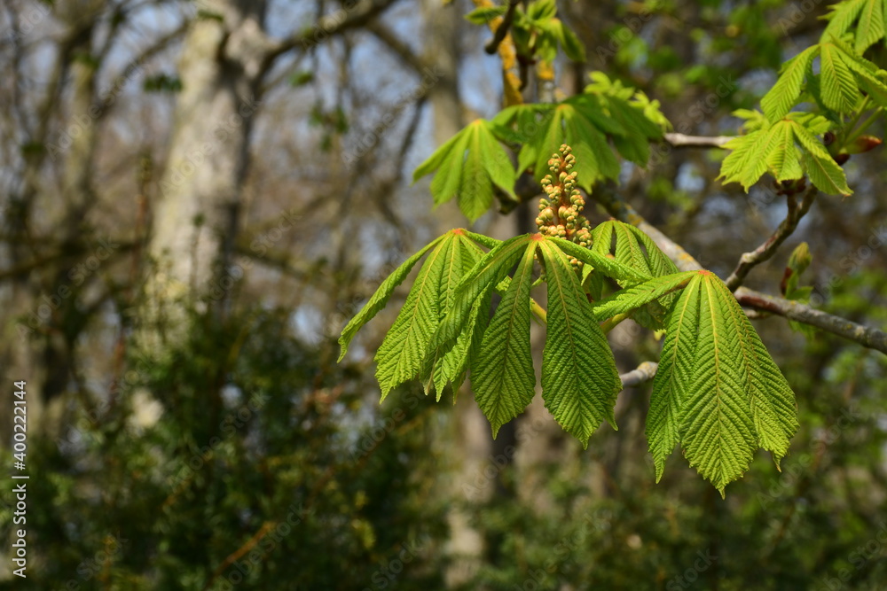 Baum Blätter einer gewöhnlichen Rosskastanie Baum Blätter einer gewöhnlichen Rosskastanie