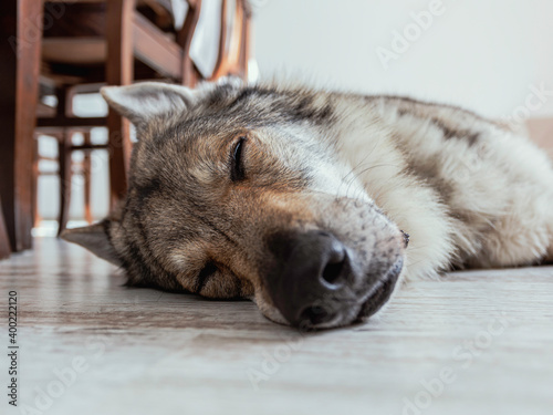 Czechoslovak wolf dog sleeps lying on the floor