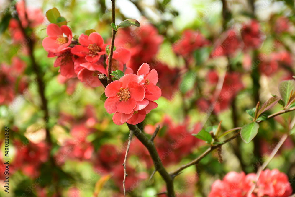 Rosa japanische Zierquitte in einem Blumenstrauch Rosa japanische Zierquitte in einem Blumenstrauch