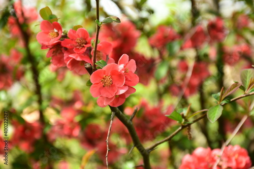 Rosa japanische Zierquitte in einem Blumenstrauch