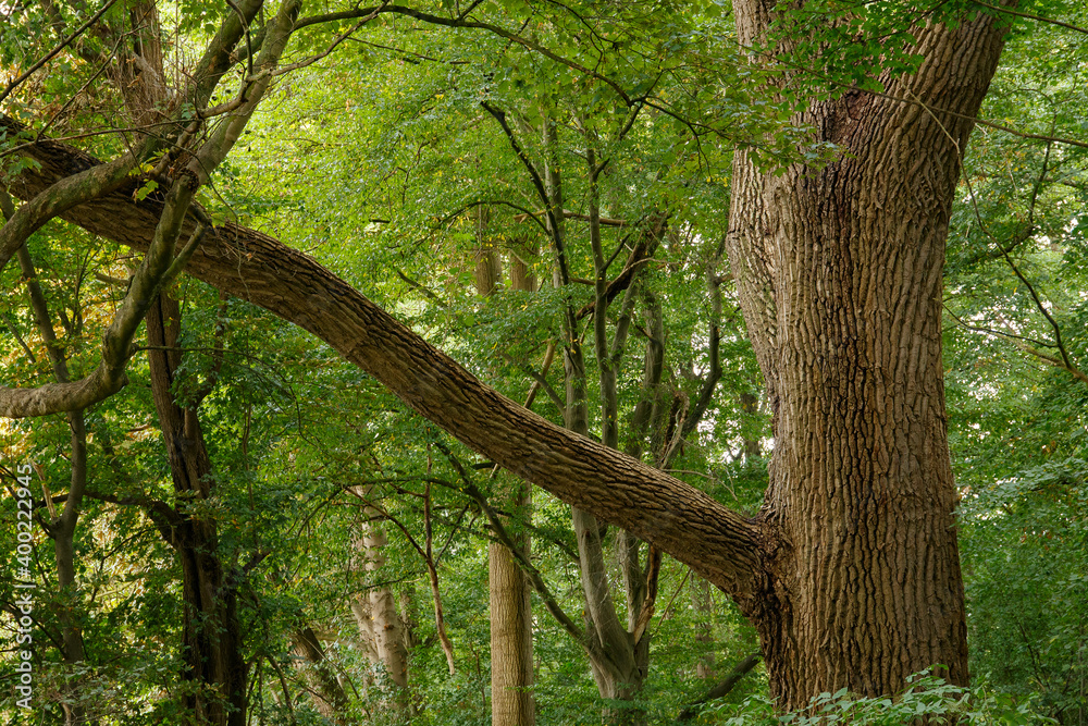 Fototapeta premium Wald in grün