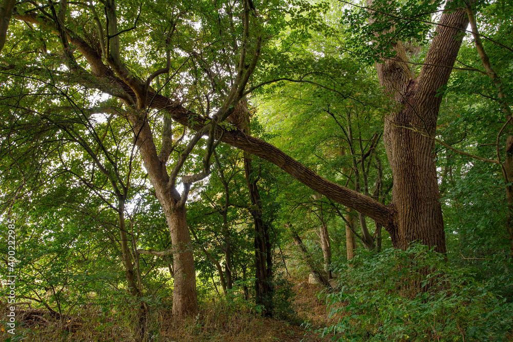 Wald in grün Wald in grün