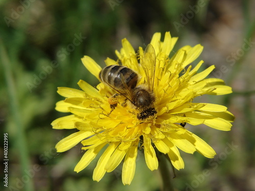 bee collects food from a flower