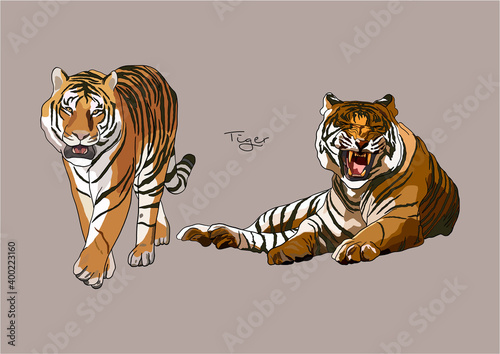 Vector Illustration of Tiger