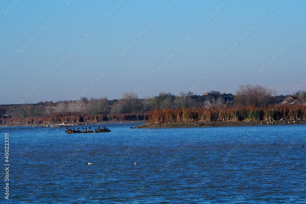 cormoranes de plumaj e negro a la deriva en el estanque de ivars y vila sana, lerida, españa, europa 