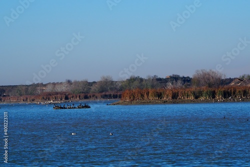 cormoranes de plumaj e negro a la deriva en el estanque de ivars y vila sana, lerida, españa, europa 