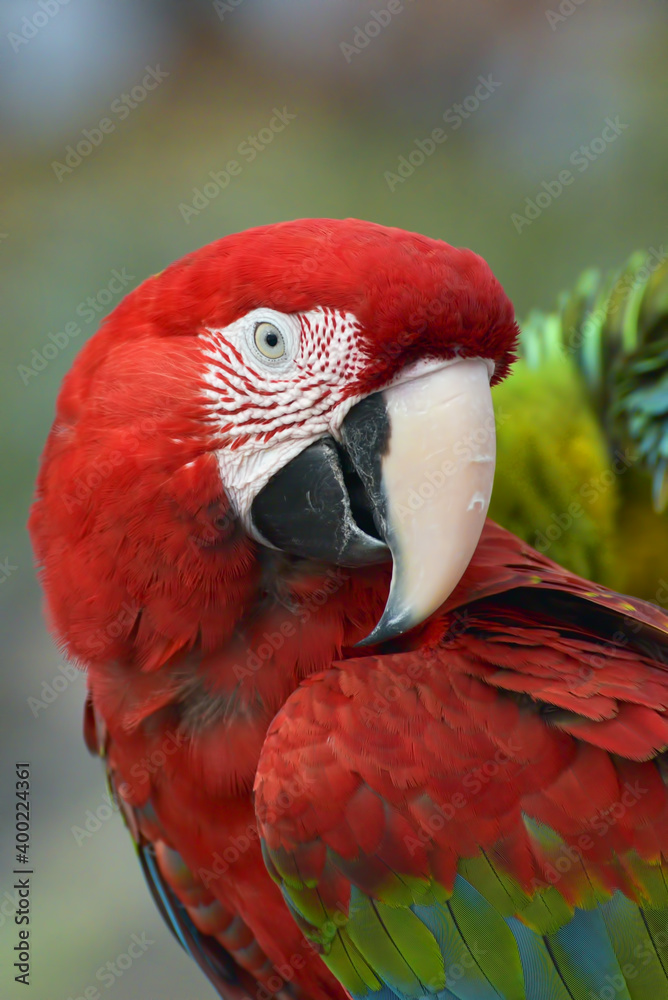 Fototapeta premium Close up photo of macaw parrots