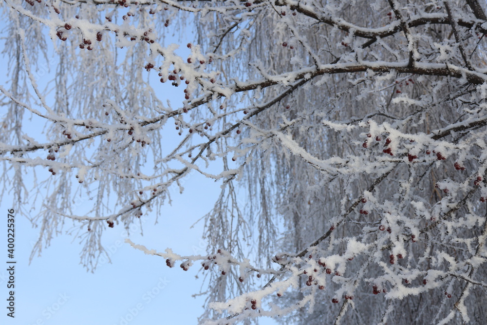 Obraz premium snow covered branches