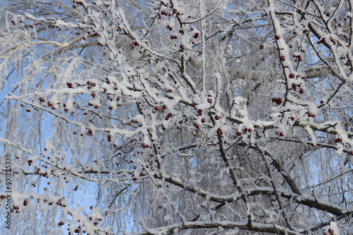 snow covered tree