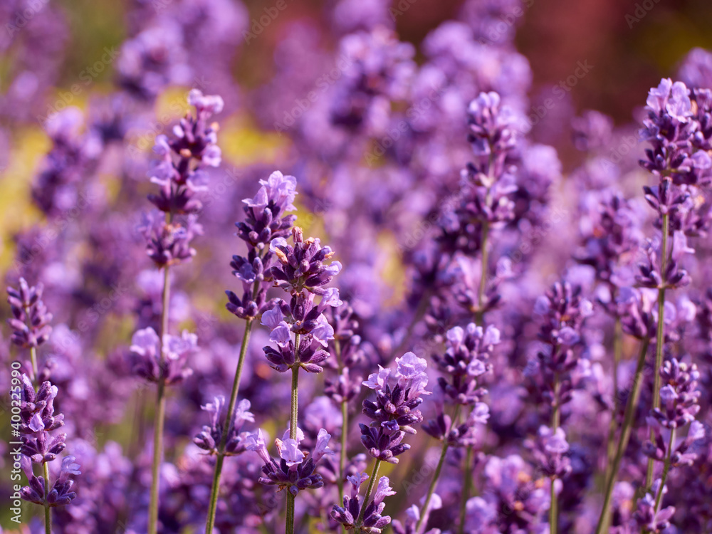 Naklejka premium Lavender flowers in flower garden.
