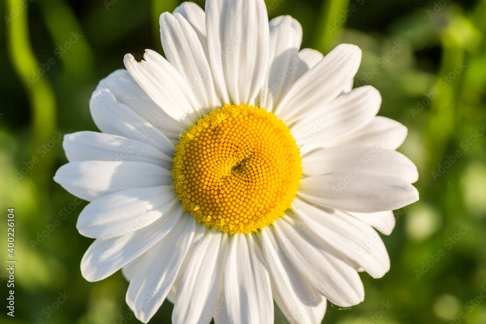 Chamomile or daisy flower on the green natural background, close up and macro image Chamomile or daisy flower on the green natural background, close up and macro image