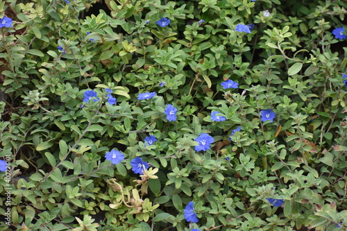 beautiful Evolvulus alsinoides dwarf morning-glory flower blooms