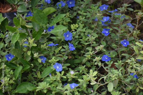 beautiful Evolvulus alsinoides dwarf morning-glory flower blooms photo