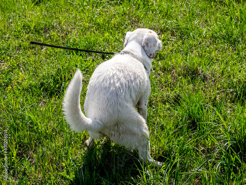 Young cute white dog pooping on the grass in the park. Back view.