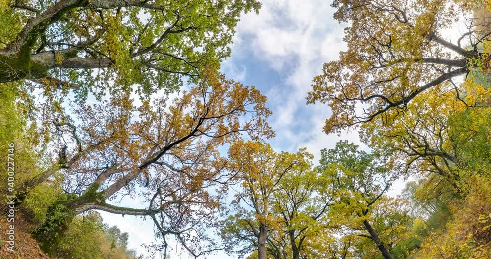 spinning and torsion and Looking up into oak grove forest. Trees growing in the sky spinning and torsion and Looking up into oak grove forest. Trees growing in the sky