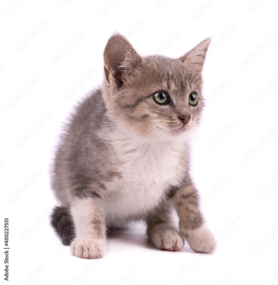 Beautiful small gray kitten isolated on white background.