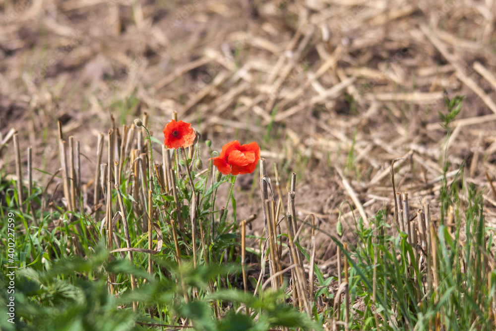 Fototapeta premium Mohnblumen im Feld