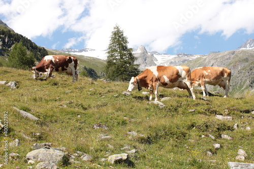 mucche nei pascoli della valle aurina