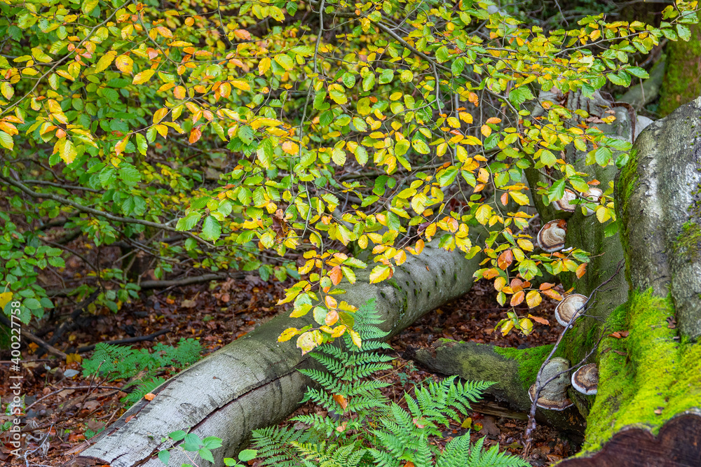 Obraz premium Gelbverfärbtes Herbstlaub
