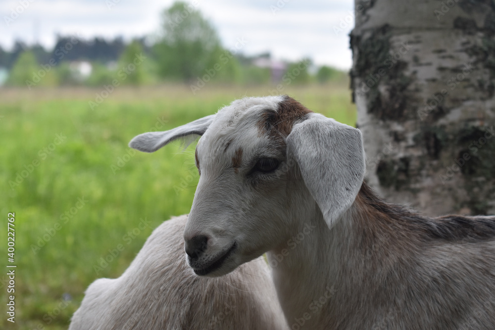 Obraz premium goat close-up on the background of a tree trunk