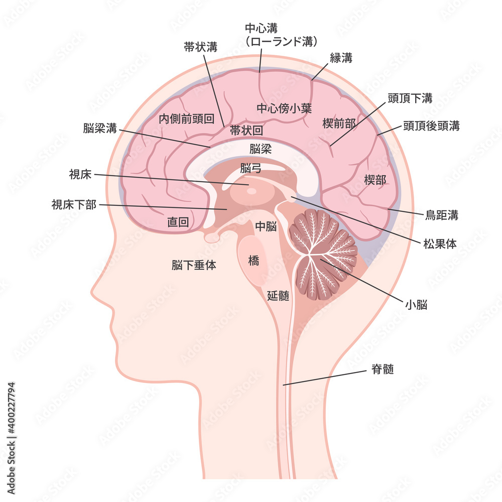 脳 大脳内側面のイラスト 名称あり Stock Vector Adobe Stock