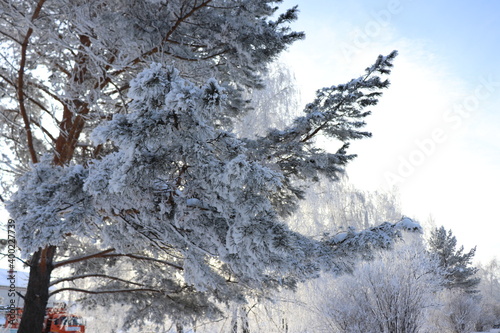 snow covered trees