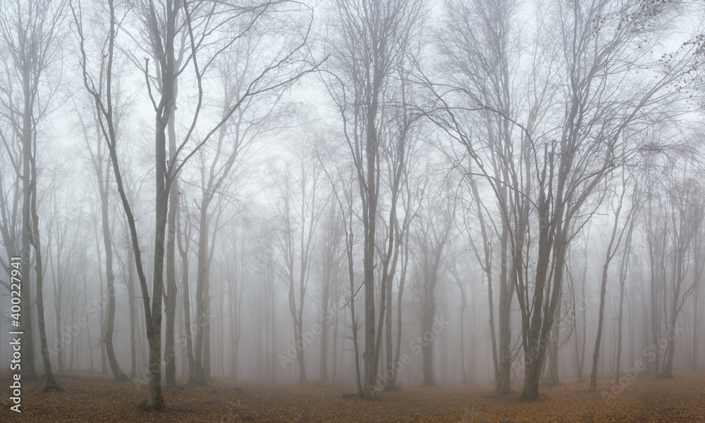 custom made wallpaper toronto digitallandscape in a leafless forest with fog