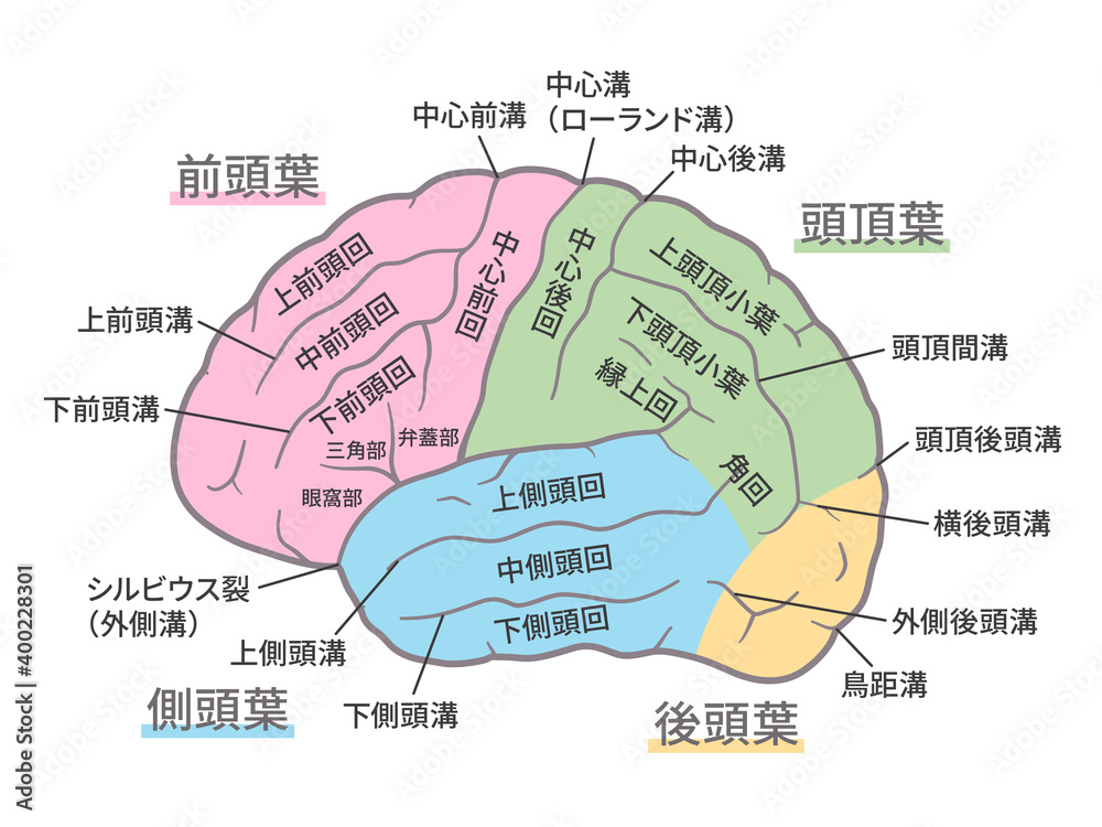 脳 大脳外側面のイラスト 名称あり 脳回 脳溝 色分け Vector De Stock Adobe Stock