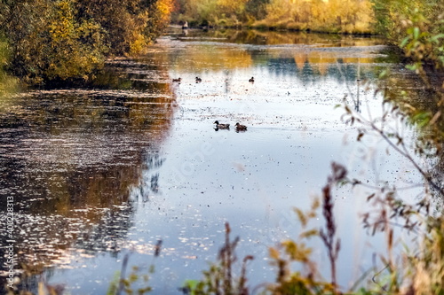 Ducks on a small river with banks in autumn