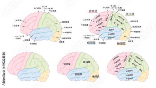脳の名称のイラストセット_脳回_脳溝_色分け photo