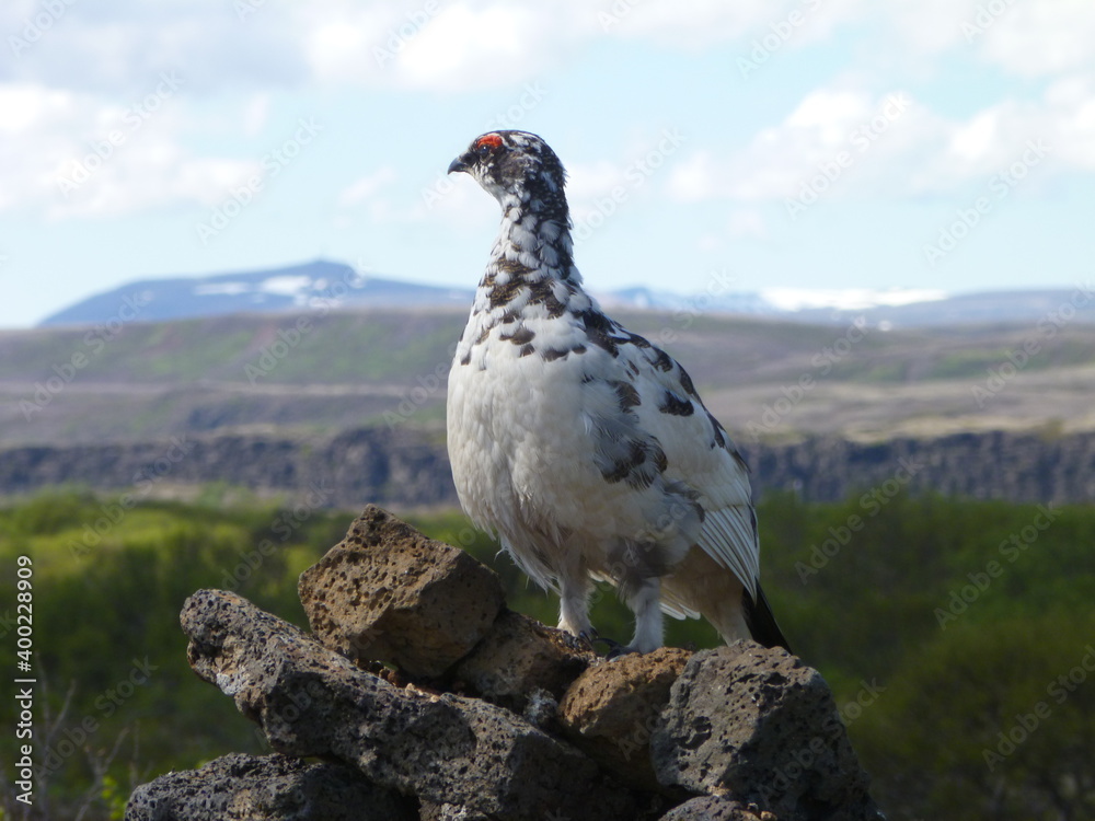 Icelandic ptarmigan perched on a pile of rocks in Iceland Icelandic ptarmigan perched on a pile of rocks in Iceland