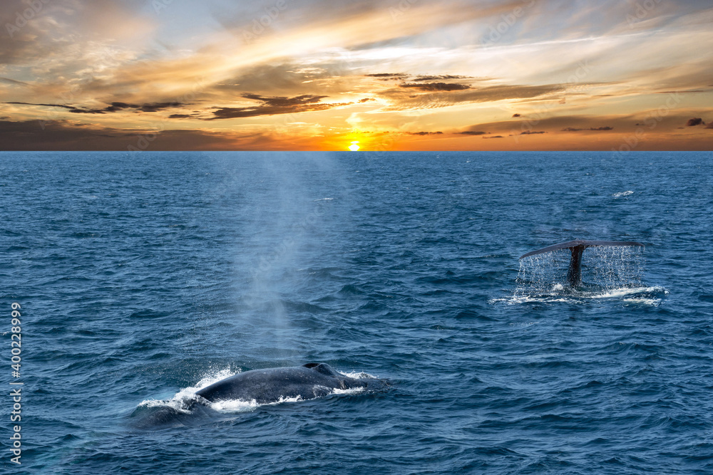 Fototapeta premium Whales in the ocean, sunset seascape, Sri Lanka, Mirissa