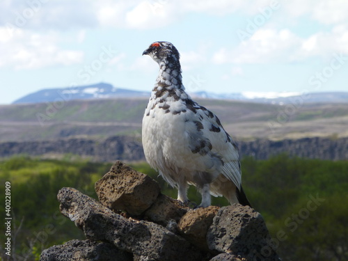 Icelandic ptarmigan perched on a pile of rocks in Iceland
