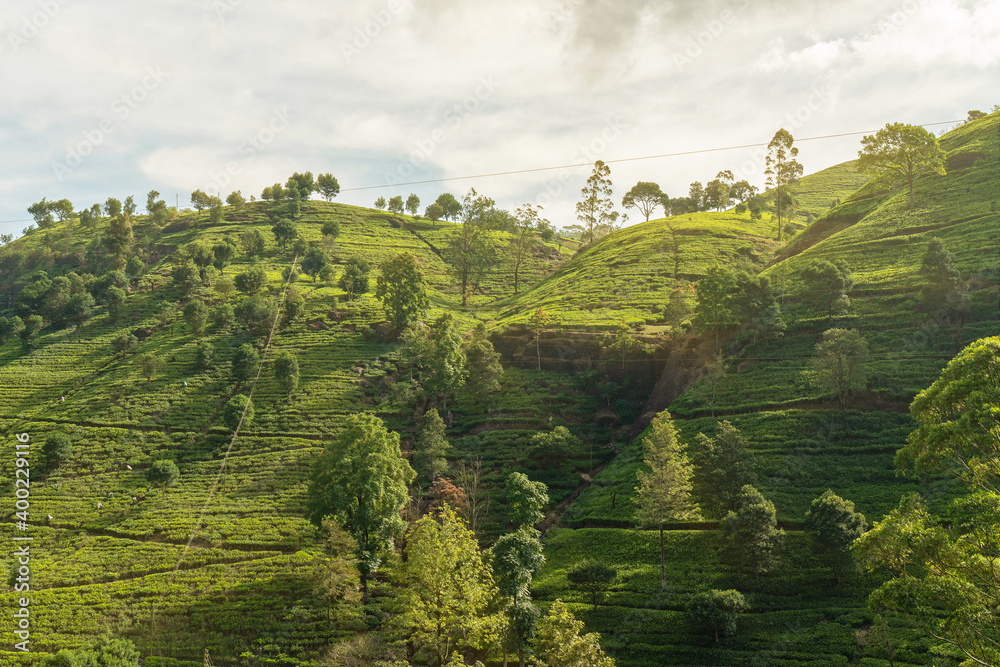 Tea green field landscape, Sri Lanka, Nuwara Eliya plantation