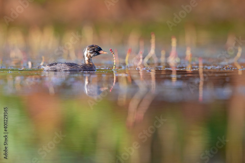 A juvenile little grebe foraging in a pond in Germany