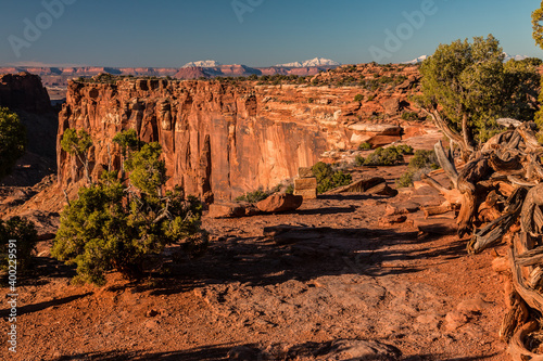 Twisted Juniper Trees at The White Rim Overlook, Canyonlands National Park, Utah, USA