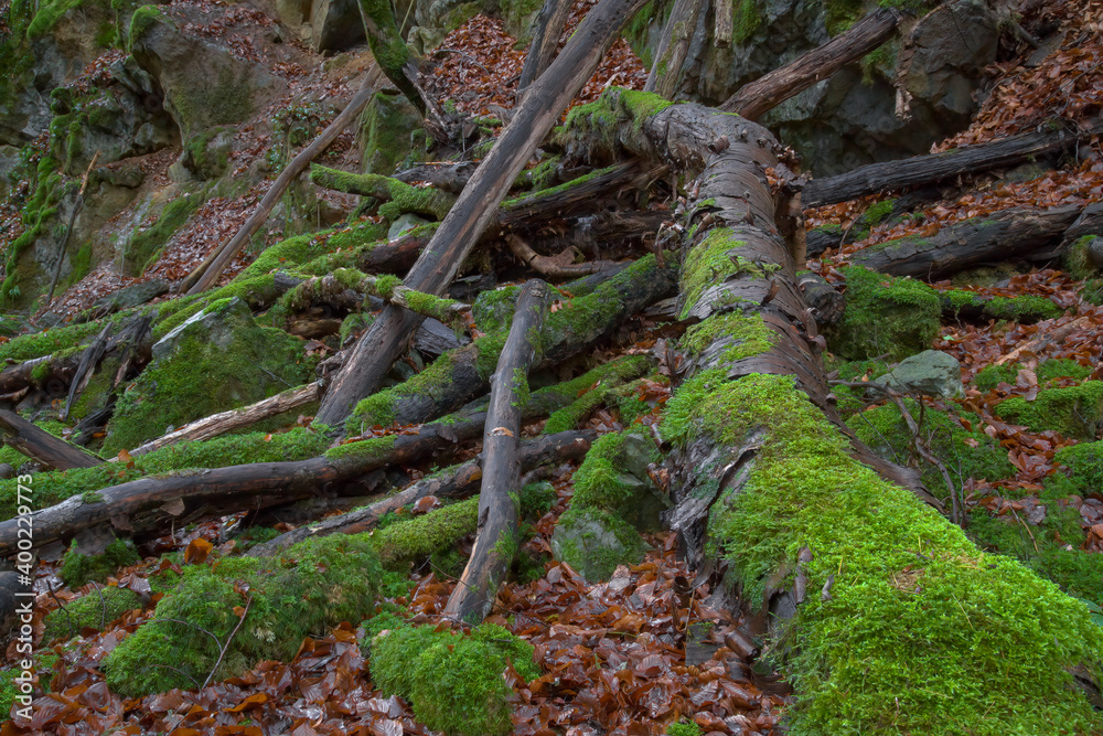 Moosbewachsenes Totholz und Felsen im Hönnetal Moosbewachsenes Totholz und Felsen im Hönnetal