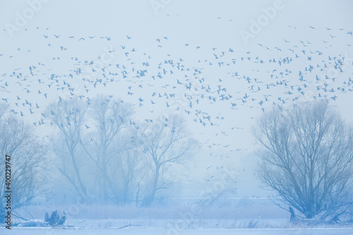 Tundra Bean Goose - Tundra-Saatgans - Anser fabalis ssp. rossicus, Germany (Brandenburg) photo