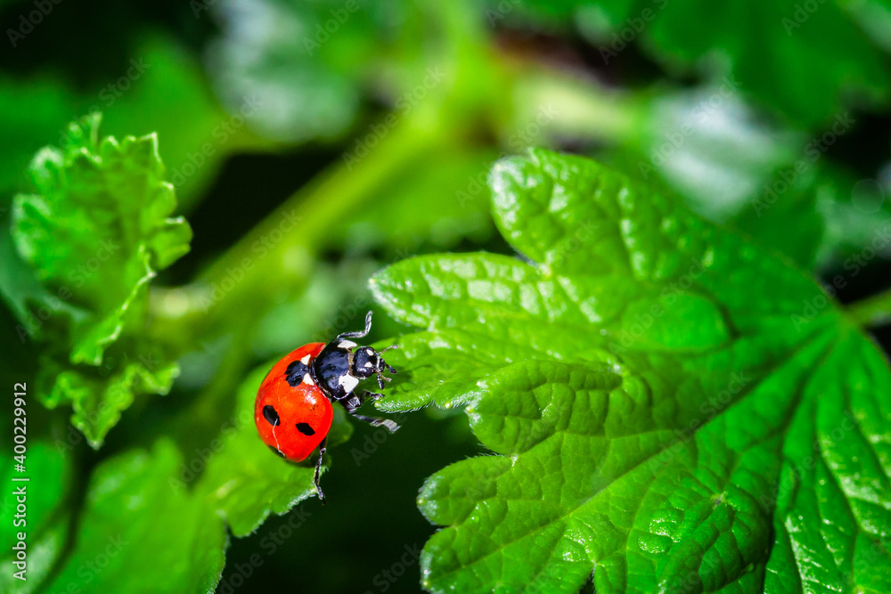 Fototapeta premium ladybird climbs from one leaf to another on gooseberry bush