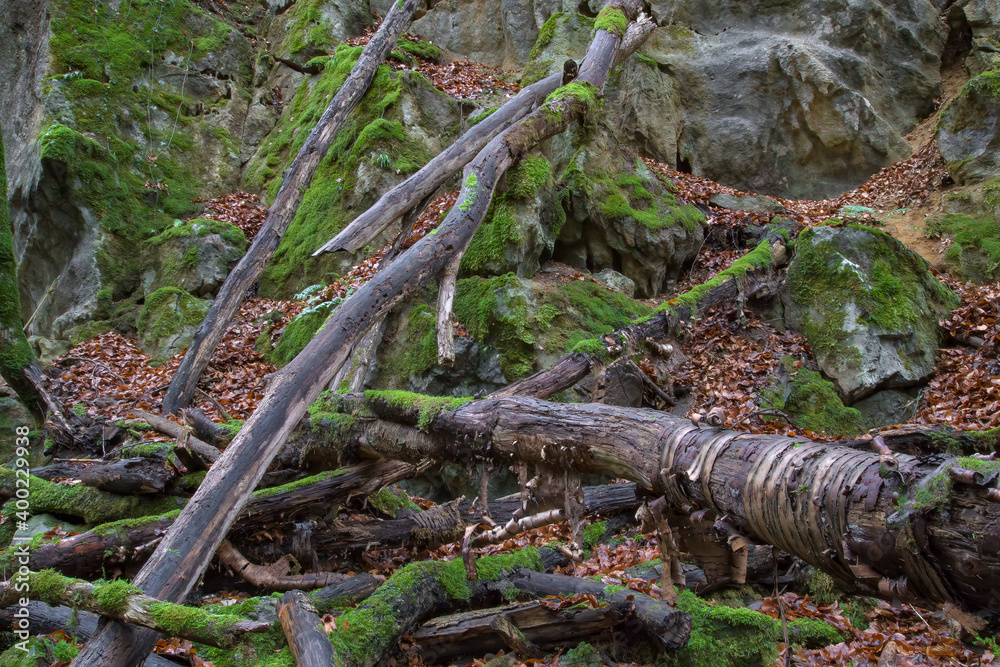 Moosbewachsenes Totholz und Felsen im Hönnetal Moosbewachsenes Totholz und Felsen im Hönnetal