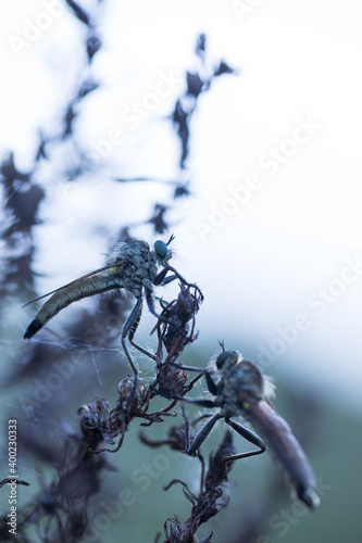 Macro image of an insect in Germany © AGAMI