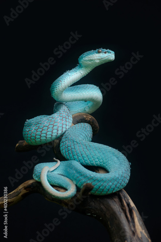 Trimeresurus Insularis