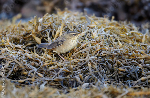 Pallas's Grasshopper Warbler, Locustella certhiola photo