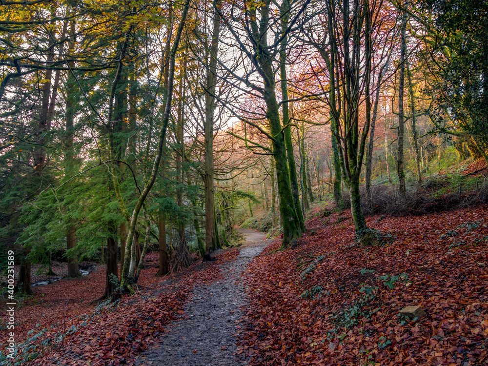 Obraz premium Autumn woodland scene with path, Skaigh Valley, Belstone, edge of Dartmoor National Park, England.
