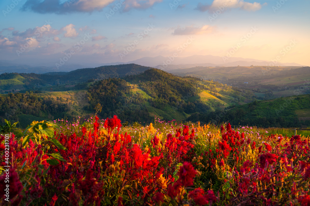 Beautiful mountain range and flower field in Mon Mok Tawan hill in Tak province, Thailand