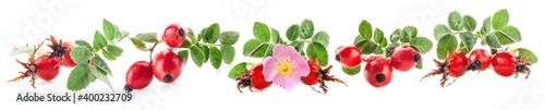 Rose hips (Rosa canina) flowers and fruits isolated on white background photo